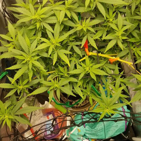Big bella bud growlog photo: 1st day bloom boost