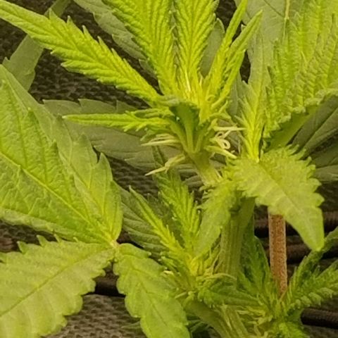 Big bella bud growlog timeline photo