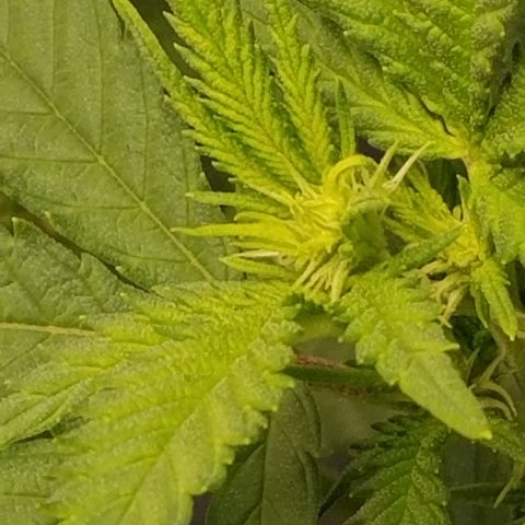 Big bella bud growlog timeline photo