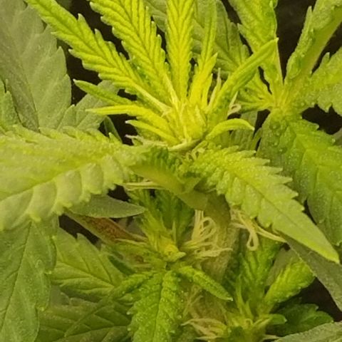 Big bella bud growlog timeline photo