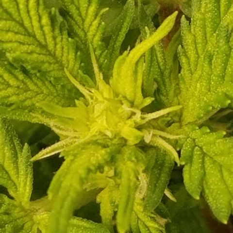 Big bella bud growlog timeline photo