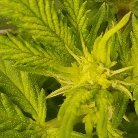 Big bella bud growlog timeline photo