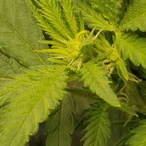 Big bella bud growlog timeline photo