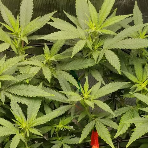 Big bella bud growlog timeline photo