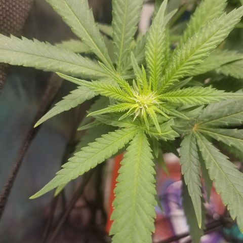 Big bella bud growlog timeline photo