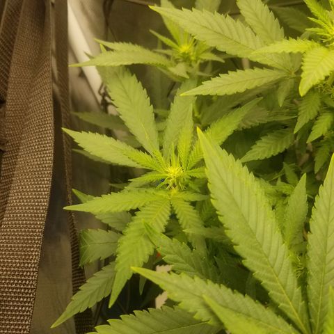 Big bella bud growlog timeline photo