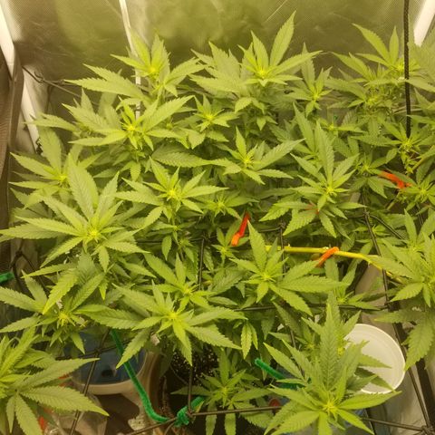 Big bella bud growlog timeline photo