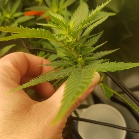 Big bella bud growlog timeline photo