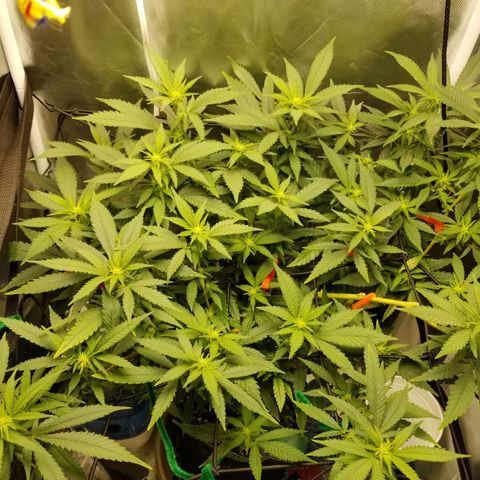 Big bella bud growlog timeline photo