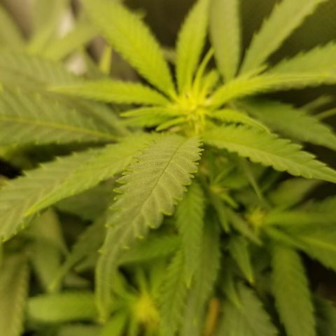 Big bella bud growlog timeline photo