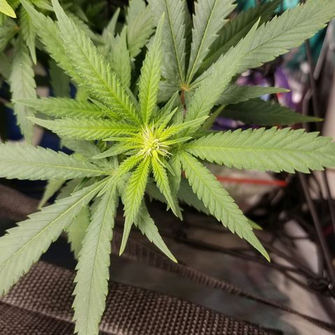 Big bella bud growlog timeline photo