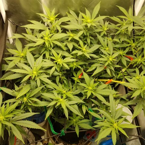 Big bella bud growlog timeline photo