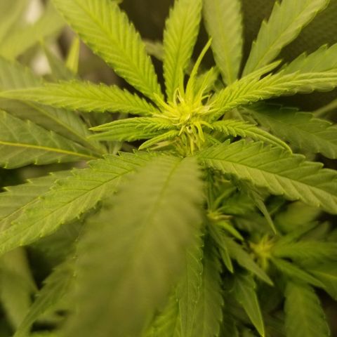 Big bella bud growlog timeline photo