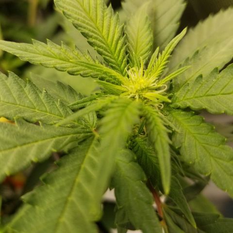 Big bella bud growlog timeline photo