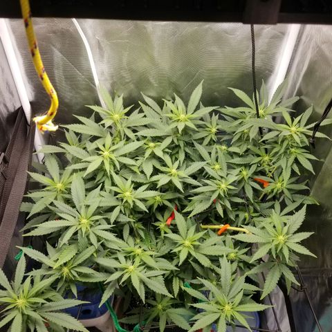 Big bella bud growlog timeline photo