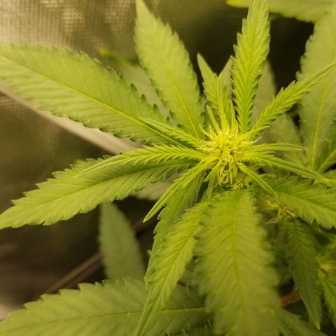 Big bella bud growlog timeline photo