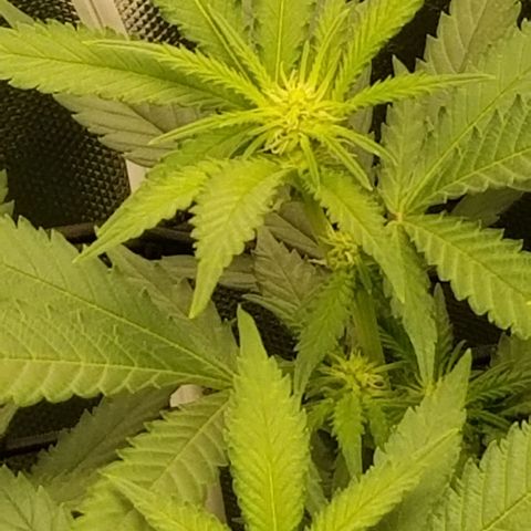 Big bella bud growlog timeline photo