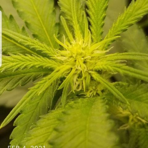 Big bella bud growlog timeline photo