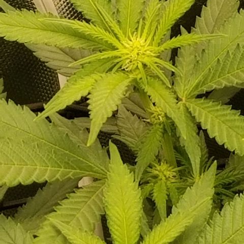 Big bella bud growlog timeline photo