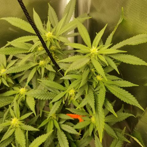 Big bella bud growlog photo: Week 3