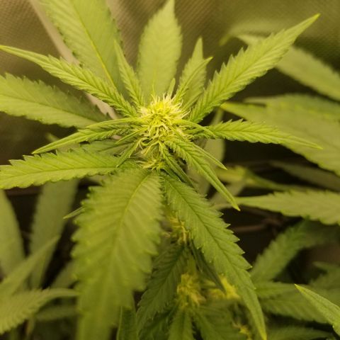 Big bella bud growlog photo: Week 3