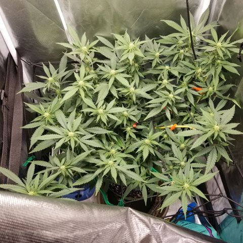 Big bella bud growlog photo: Week 3