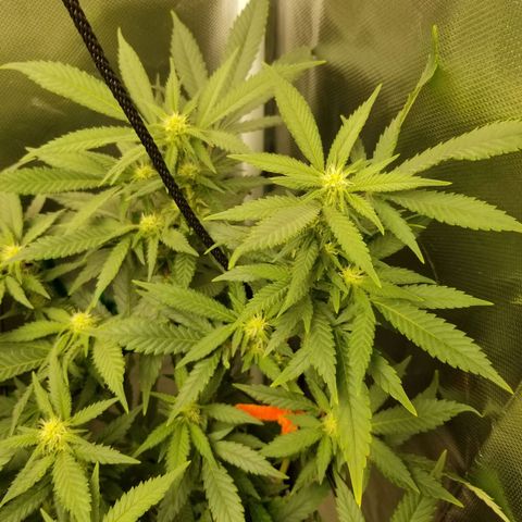 Big bella bud growlog timeline photo