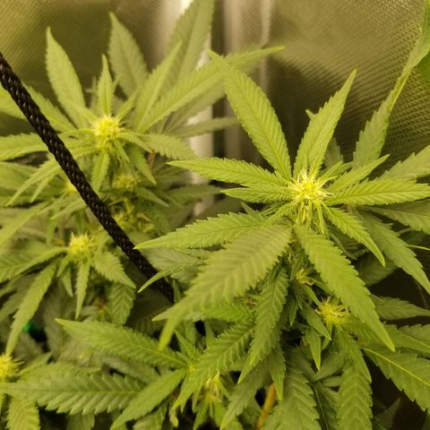 Big bella bud growlog photo: Week 3