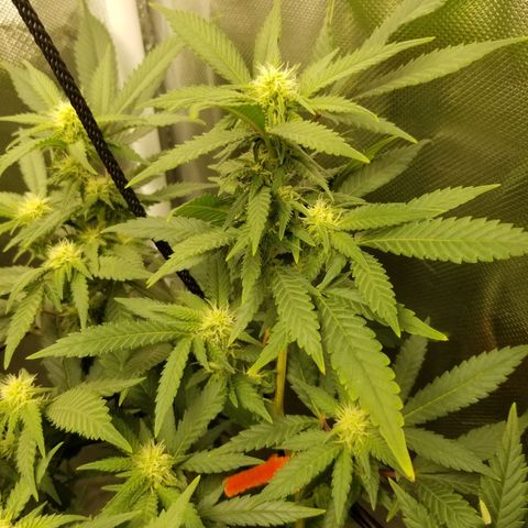 Big bella bud growlog timeline photo