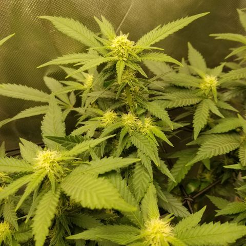 Big bella bud growlog timeline photo