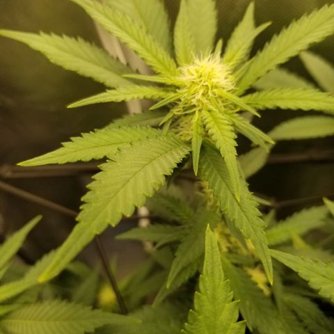 Big bella bud growlog timeline photo