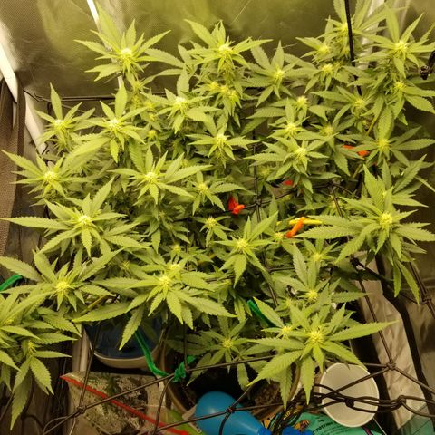 Big bella bud growlog timeline photo