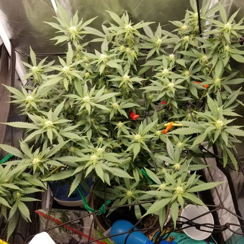 Big bella bud growlog timeline photo