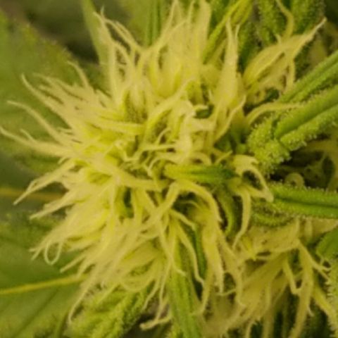 Big bella bud growlog timeline photo