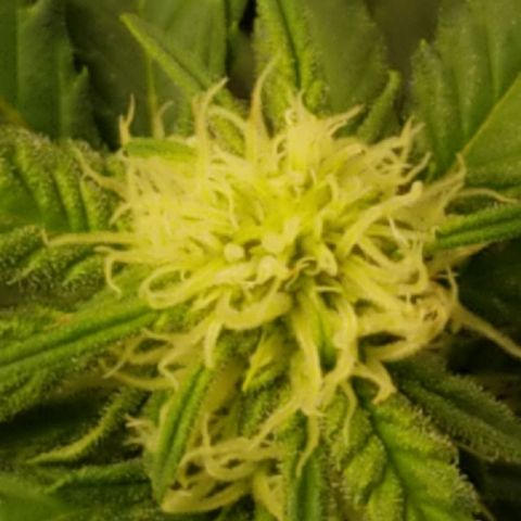Big bella bud growlog timeline photo