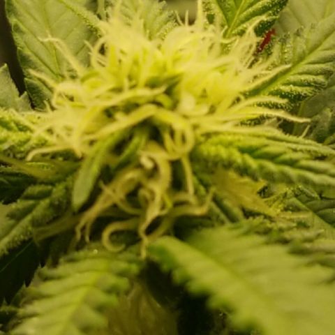 Big bella bud growlog timeline photo
