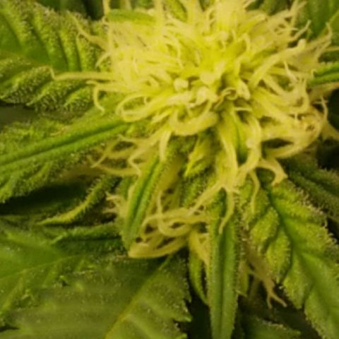 Big bella bud growlog timeline photo