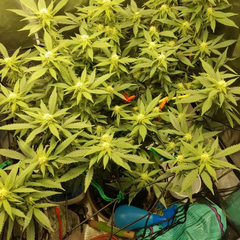 Big bella bud growlog timeline photo