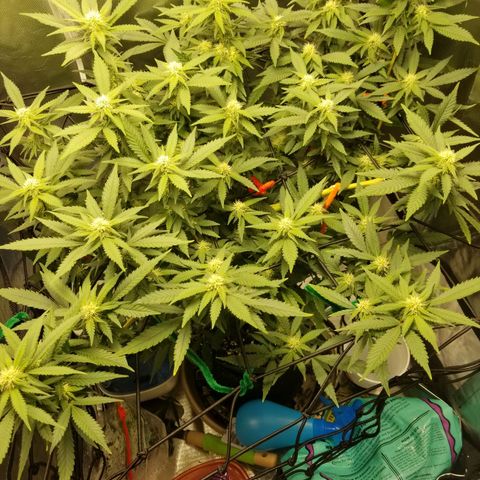 Big bella bud growlog timeline photo