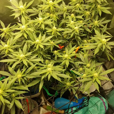 Big bella bud growlog timeline photo