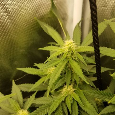Big bella bud growlog timeline photo