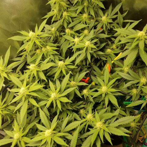Big bella bud growlog timeline photo
