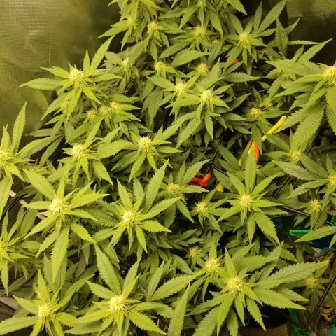 Big bella bud growlog timeline photo
