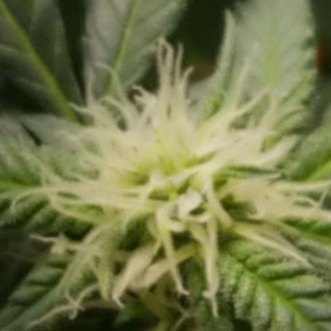 Big bella bud growlog timeline photo