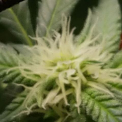 Big bella bud growlog timeline photo