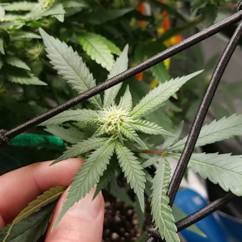 Big bella bud growlog timeline photo