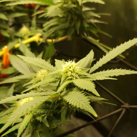 Big bella bud growlog timeline photo