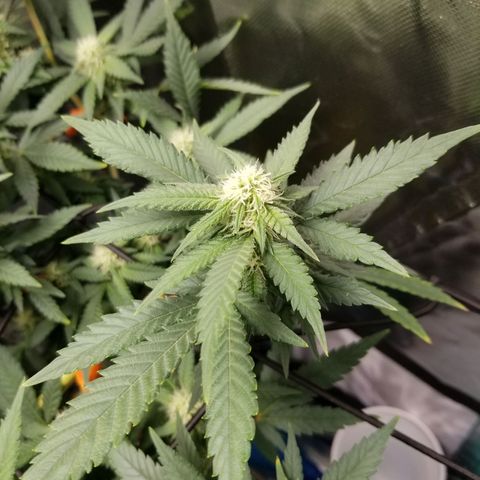 Big bella bud growlog timeline photo