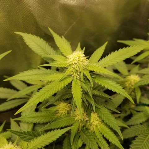 Big bella bud growlog timeline photo