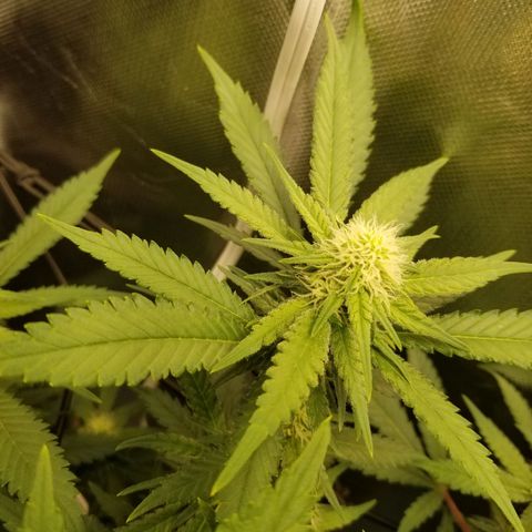 Big bella bud growlog photo: Week 4 